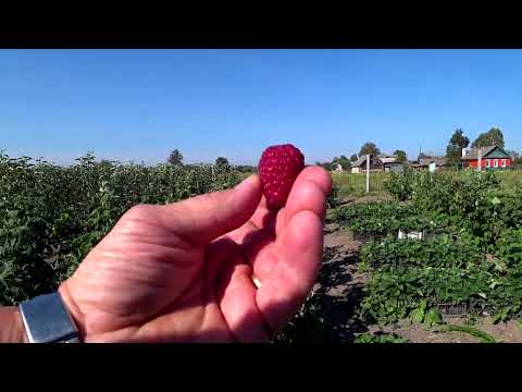 Видео: Малинник