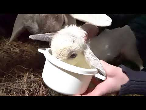 Видео: Роды козы.   От окота до первого кормления козлят. Окот в реальном времени.