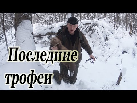 Видео: Опять куницы// Закрываю капканы