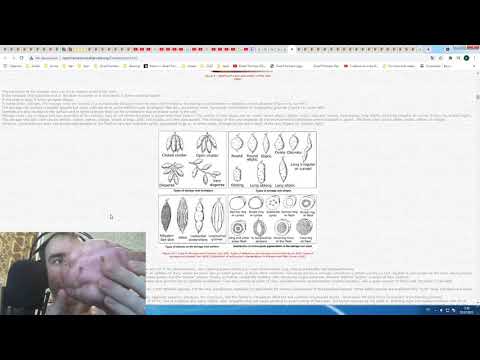 Видео: Мои рассуждения #30 Вырастил батат.