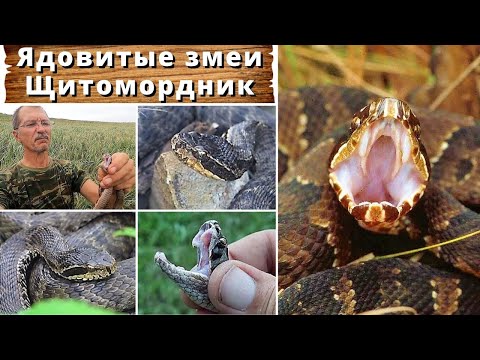 Видео: Ядовитые змеи. Щитомордник