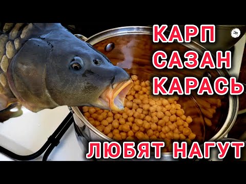 Видео: Насадка для Карпа,Сазана и Крупного Карася. НАГУТ(Нут) для супер рыбалки.
