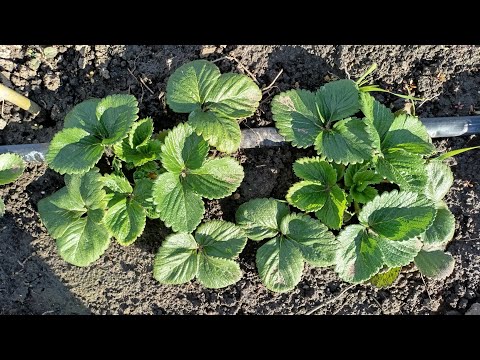 Видео: Підживлення полуниці восени після висадки.