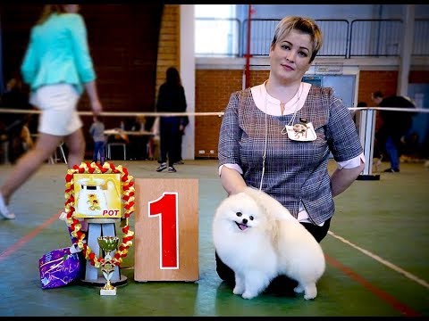 Видео: 14.04.2018. Монопородная выставка Немецкий Шпиц - ПК