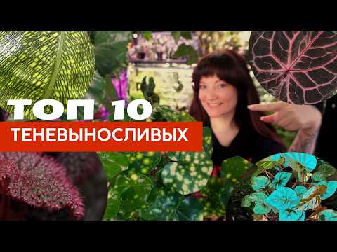 Видео: Теневыносливые растения, которые вас удивят + сколько света им нужно, что такое ppfd
