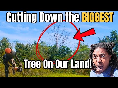 Видео: Рубим самое большое дерево на нашей земле! (Строительство усадьбы без подключения к электросети)