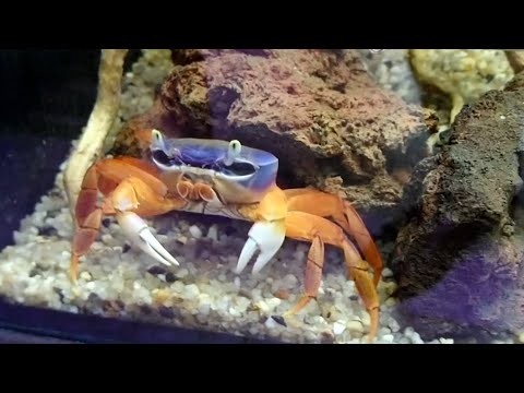 Видео: РАДУЖНЫЕ КРАБЫ