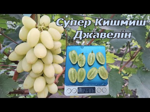 Видео: Супер кишмиш Джавелін 2025