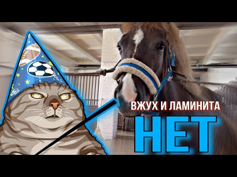 Видео: Реставрация копыт пони Пончика. Лечение ламинита длиною в год. Результаты.