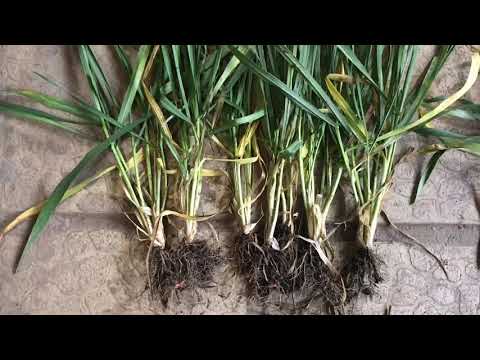 Видео: Влияние модуса на перерастание и кущение пшеницы.