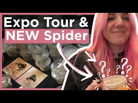 Видео: Я ЗАВЕЛА НОВОГО ПАУКА🕷️💕 | Видеоблог и трейлер выставки AkvaTera Slovakia Expo