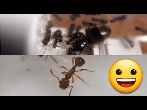 Видео: Обзор всех моих колоний.