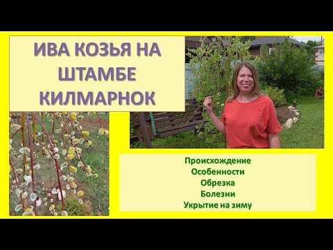 Видео: Ива козья на штамбе Килмарнок