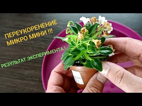Видео: РЕЗУЛЬТАТ ЭКСПЕРИМЕНТА !!!  ПЕРЕУКОРЕНЕНИЕ МИКРО МИНИ !!!