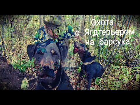 Видео: Охота на барсука с Ягдтерьером