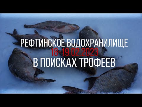 Видео: Рефтинские подлецы глухозимья. Где ты, трофейный лещ!