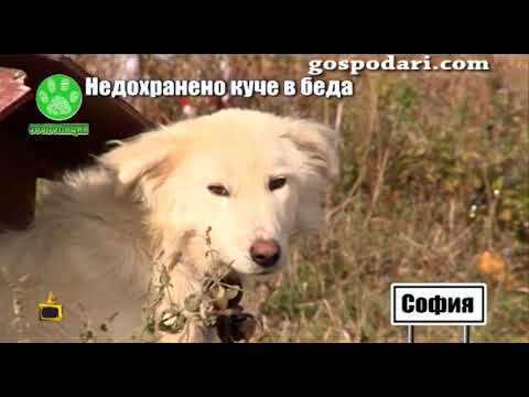 Видео: Наш репортер спасява недохранено куче в беда