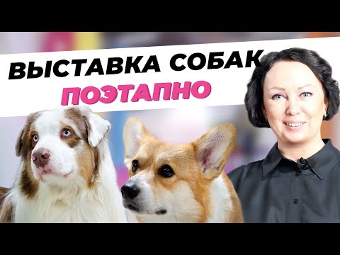 Видео: Выставка собак по этапам - СКОР Выставка 2021 - Как проходят выставки собак всех пород