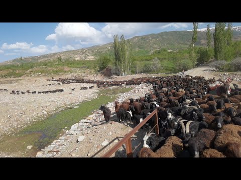 Видео: 6-Қисим Вахдат то Файзобод 2023 г.
