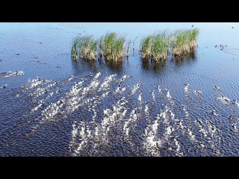 Видео: Утиный рай. Охота в Сибири, как она есть.