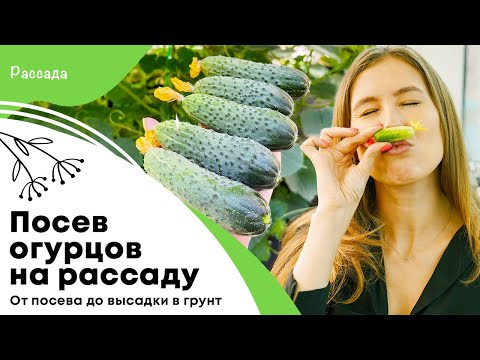 Видео: Посев огурцов на рассаду | Уход от посева до высадки в грунт