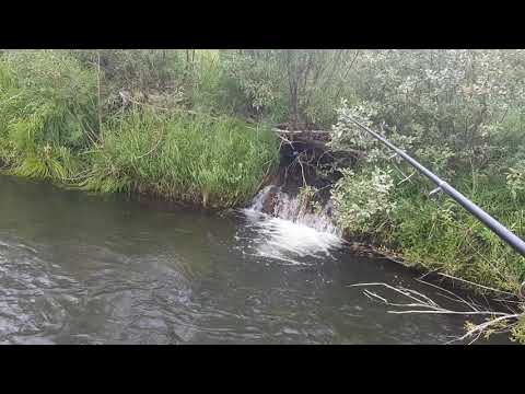 Видео: Ловля хариуса в августе на поплавок в дебрях Якутии