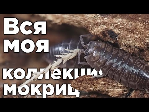 Видео: РАСПАКОВКА И ОБЗОР ВСЕЙ МОЕЙ КОЛЛЕКЦИИ МОКРИЦ