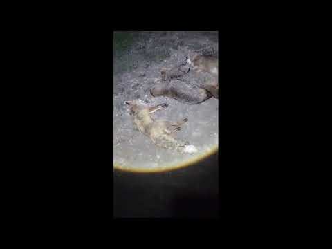 Видео: РЕГУЛИРОВАНИЕ ЧИСЛЕННОСТИ ХИЩНИКОВ  5 - ШАКАЛЫ