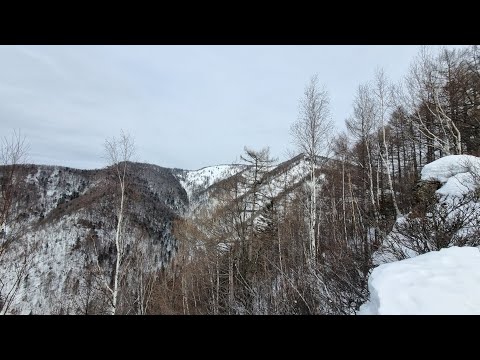 Видео: Горная охота на изюбря! Тигры повсюду!