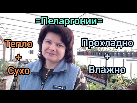 Видео: Мои пеларгонии зимуют в разных условиях. Особенности.