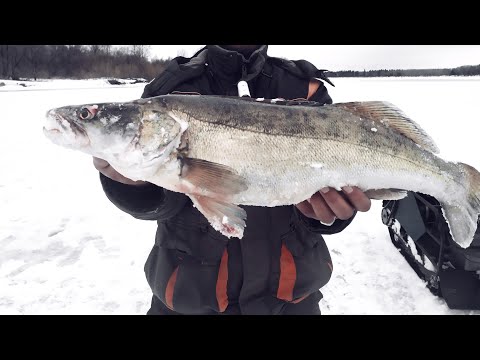 Видео: В ЭТИХ КОРЯГАХ ЖИВУТ СУДАКИ.ЛОВЛЯ СУДАКА зимой,зимняя рыбалка 2022.Окунь на безмотылку.Последний лед