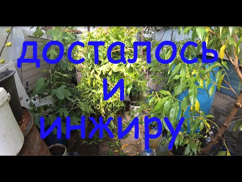 Видео: Обкромсал гранат и персик