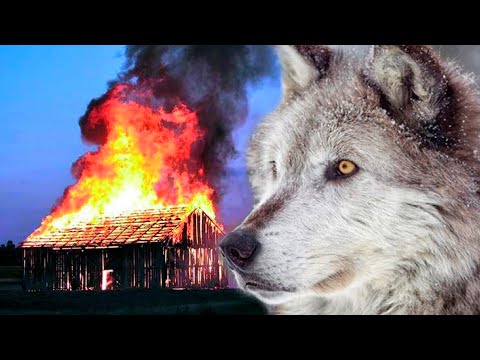 Видео: Огонь подбирался к деревне, счет шел на минуты. Волки знали что нужно делать и случилось невозможное