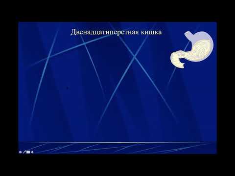 Видео: ФИЗИОЛОГИЧЕСКИЕ И БИОХИМИЧЕСКИЕ ОСНОВЫ ПИЩЕВАРЕНИЯ