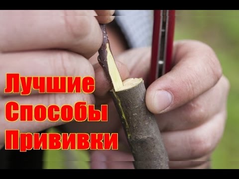 Видео: Как прививать плодовые деревья / Лучшие способы прививки плодовых деревьев