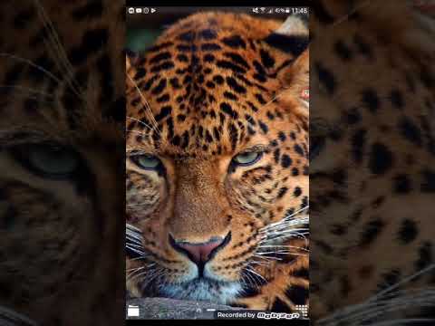 Видео: Фанфик леди баг и супер кот