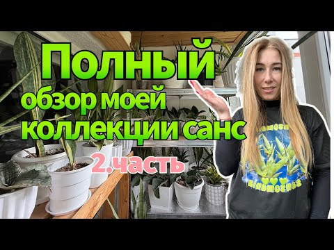 Видео: Полный обзор моей коллекции санс 💚 2.часть #сансевиерия #сансы #sansevieria