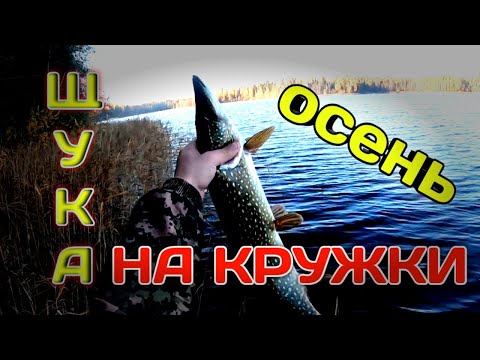 Видео: Щука на Кружки | Осенняя Рыбалка