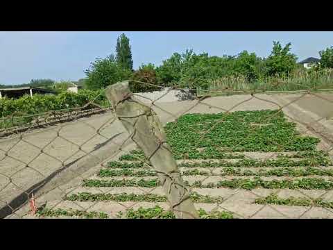 Видео: шпренгелька