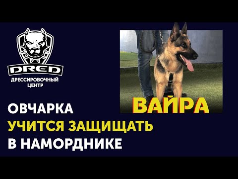 Видео: Как научить немецкую овчарку охранять | Первое занятие в наморднике | Школа для собак DRED