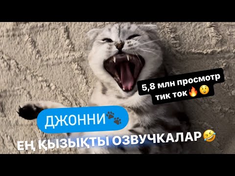 Видео: Джонни (Жәнібек)  мысық озвучка ЕҢ қызықты видеолар