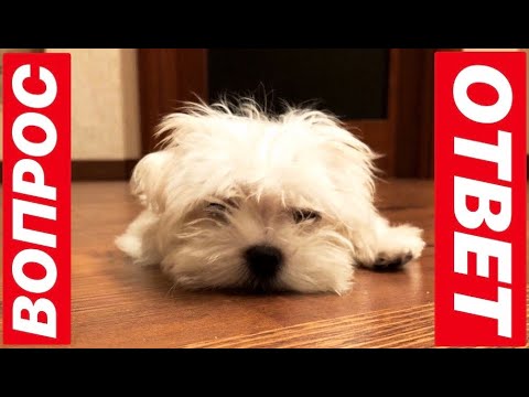 Видео: ОТВЕТЫ НА ВОПРОСЫ: УХОД, НОВЫЙ КОРМ, ХАРАКТЕР И СТОИМОСТЬ ЩЕНКА МАЛЬТЕЗЕ