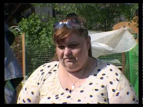 Видео: Павловская порода кур. Живой дом 15