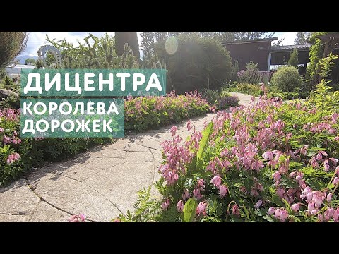 Видео: Дицентра — по-настоящему великолепная и изящная. Ей стоит найти место в любом саду.