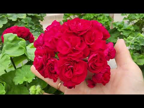 Видео: #864. Пеларгонии в вишнёвом цвете