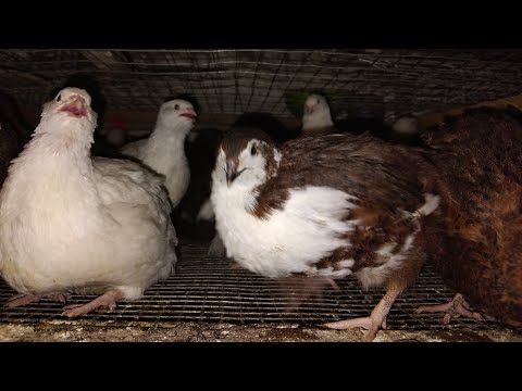 Видео: Зважування різних порід - хто краще- вирощування перепілок 