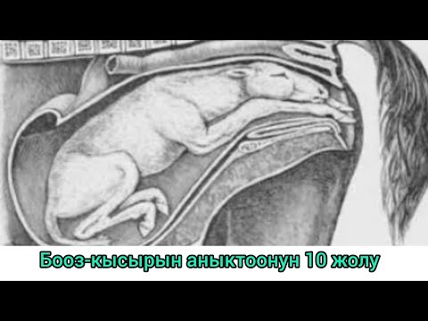 Видео: Жылкынын бооз-кысырын аныктоонун 10 жолу.