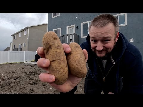 Видео: Весенняя посадка КАРТОШКИ в США