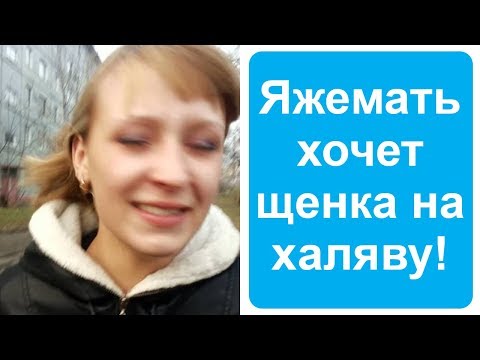 Видео: Яжемать хотела щенка за 350 тыс. рублей бесплатно. Яжемать истории