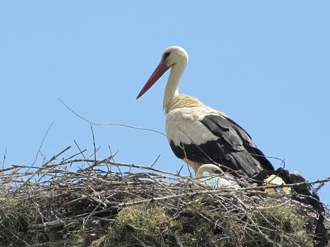 Видео: Щъркел и деца - песен